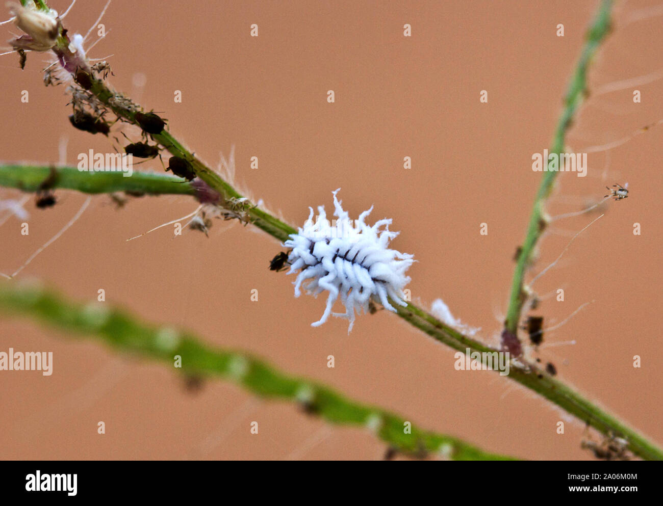 The Larvae of the Spooted Amber Ladybird, like the adult, is a ...