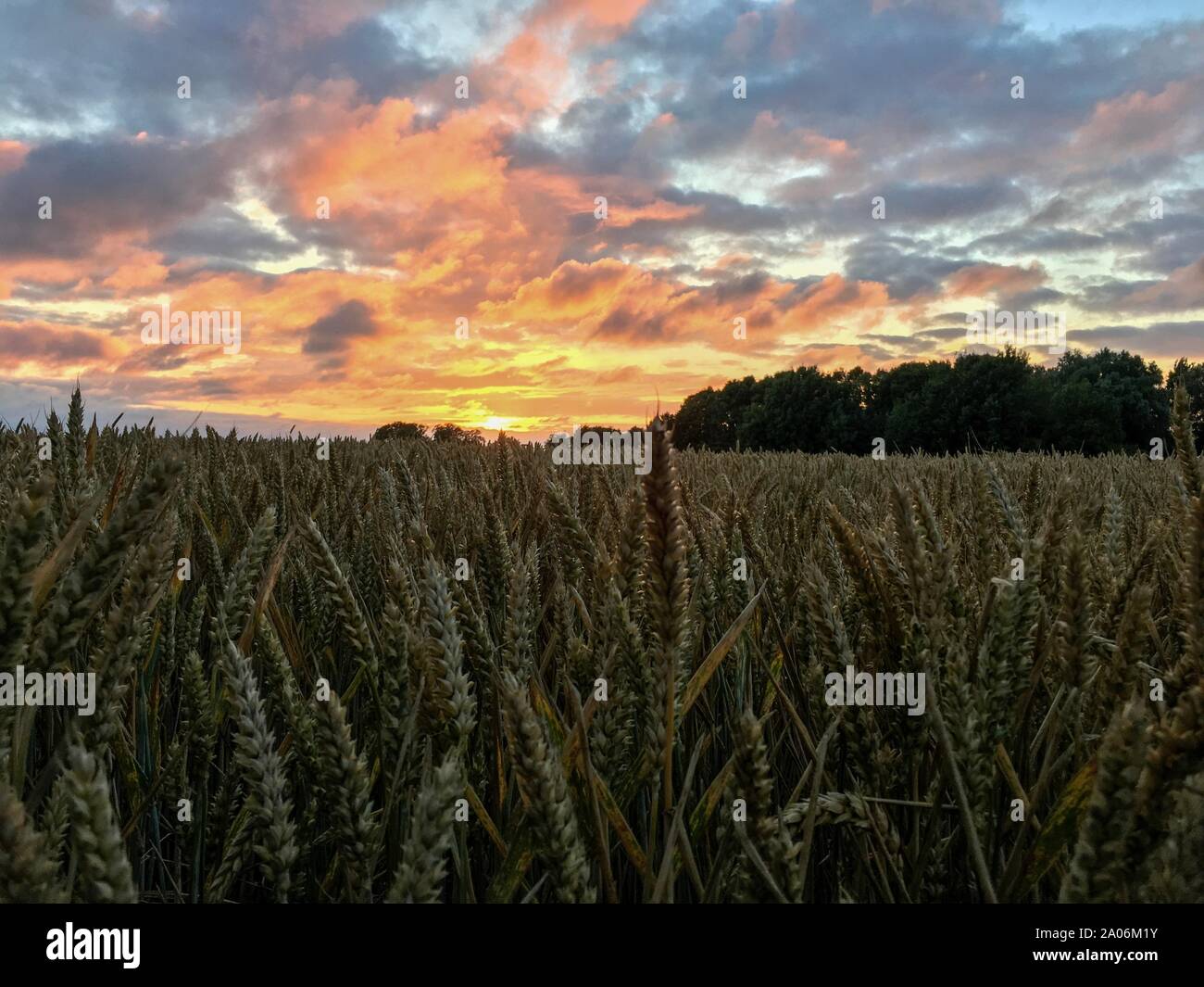 Wheat Field with Wheat Heads close in the foreground and a beautiful sky with dramatic clouds during Magic Hour in East Frisia, North Germany. Stock Photo