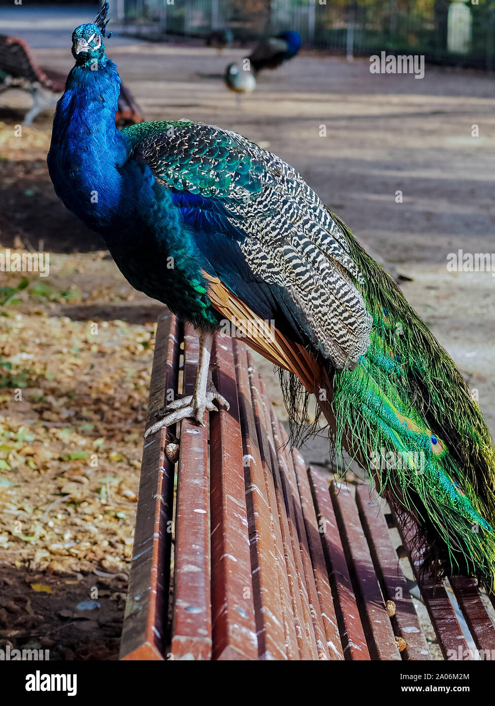 Real peacock hires stock photography and images Alamy