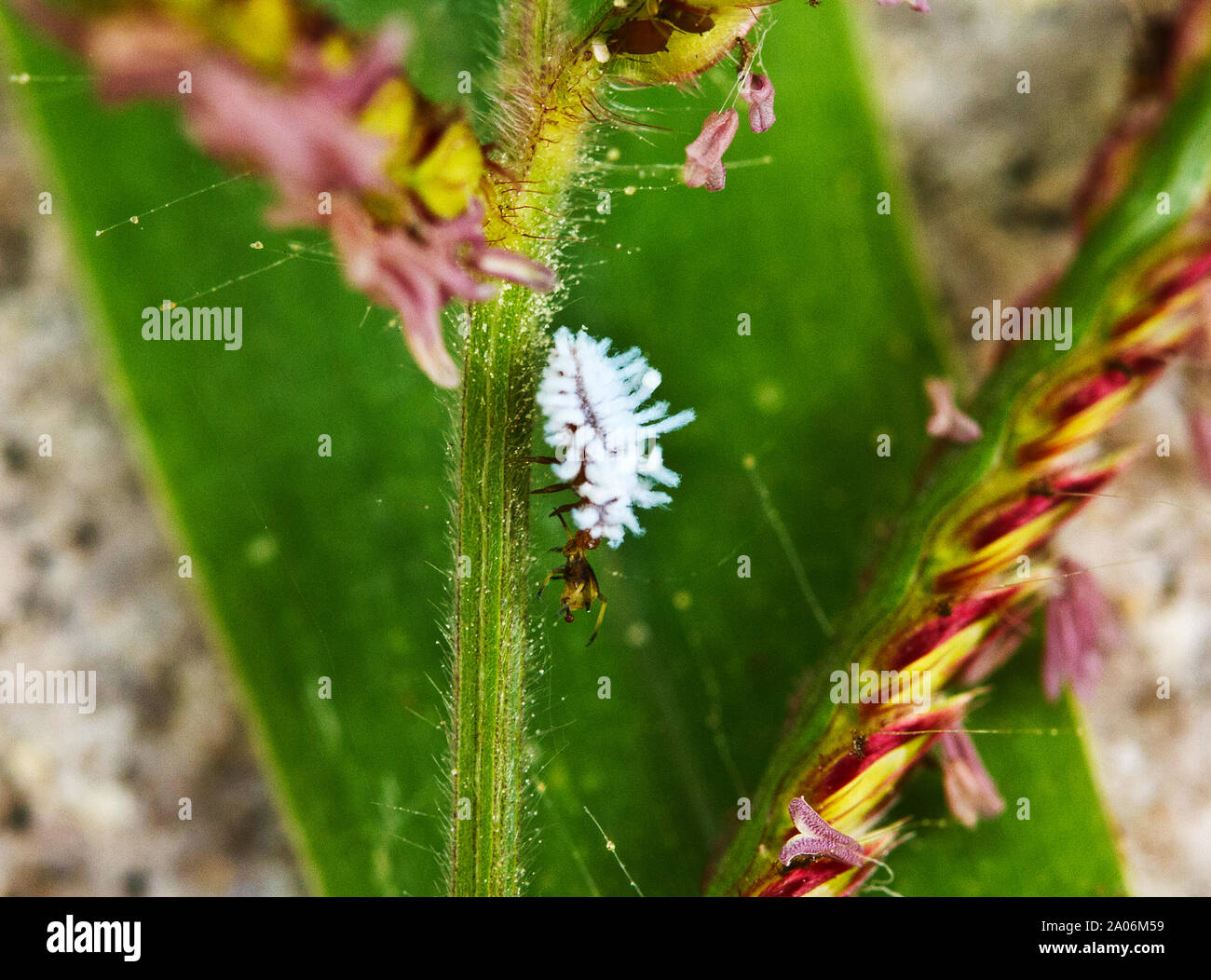 The Larvae of the Spotted Amber Ladybird, like the adult, is a ...