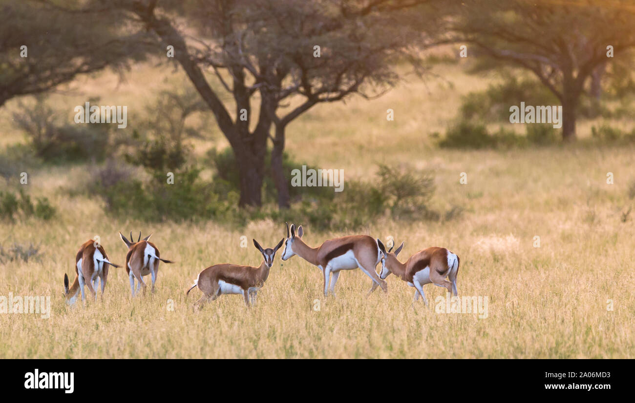 group of young juvenile Springbok (Antidorcas marsupialis) antelope in wild nature at sunset in African bush at Mokala national park,South Africa Stock Photo