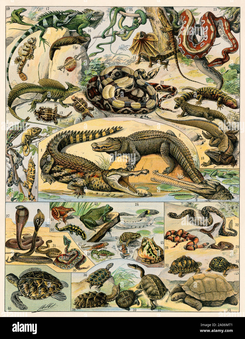 Reptiles and amphibians. Color lithograph Stock Photo - Alamy