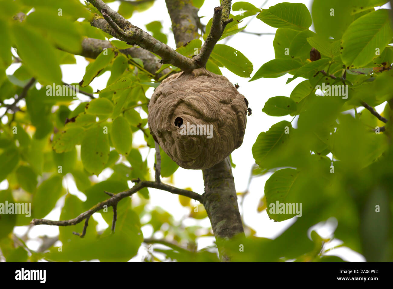 Asian giant hornets nest atop a walnut tree in Spain. Stock Photo