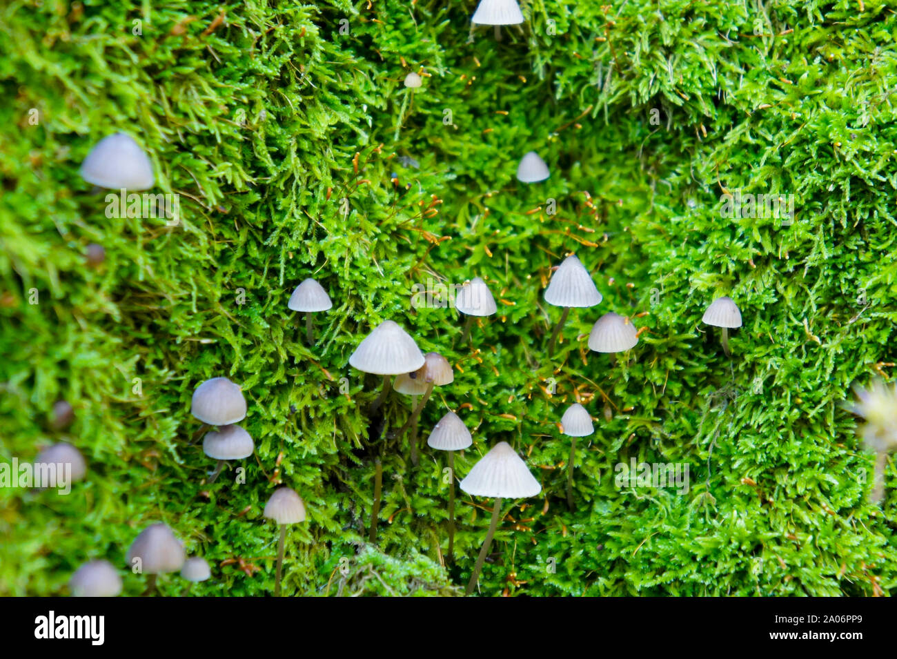 Little white mushrooms hires stock photography and images Alamy