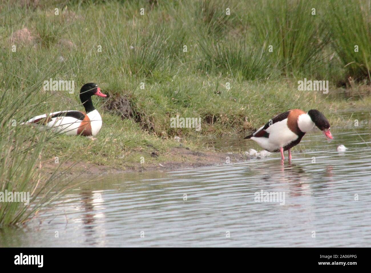 A Pair of Common Shelducks (Tadorna tadorna) at a pond near Münster, Germany Stock Photo