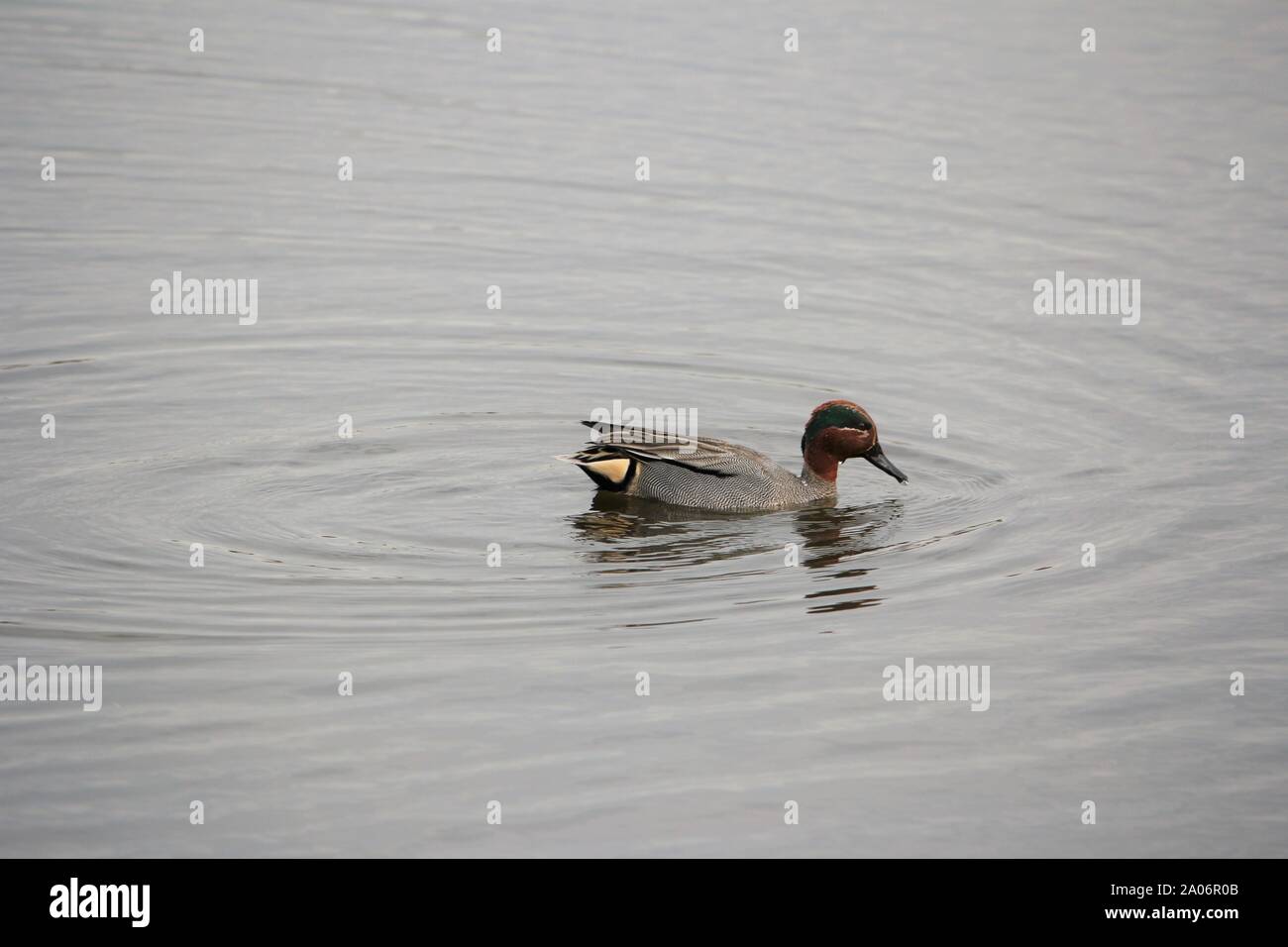 A Male of Common Teal (Anas crecca) on a lake at Münster, Germany Stock Photo