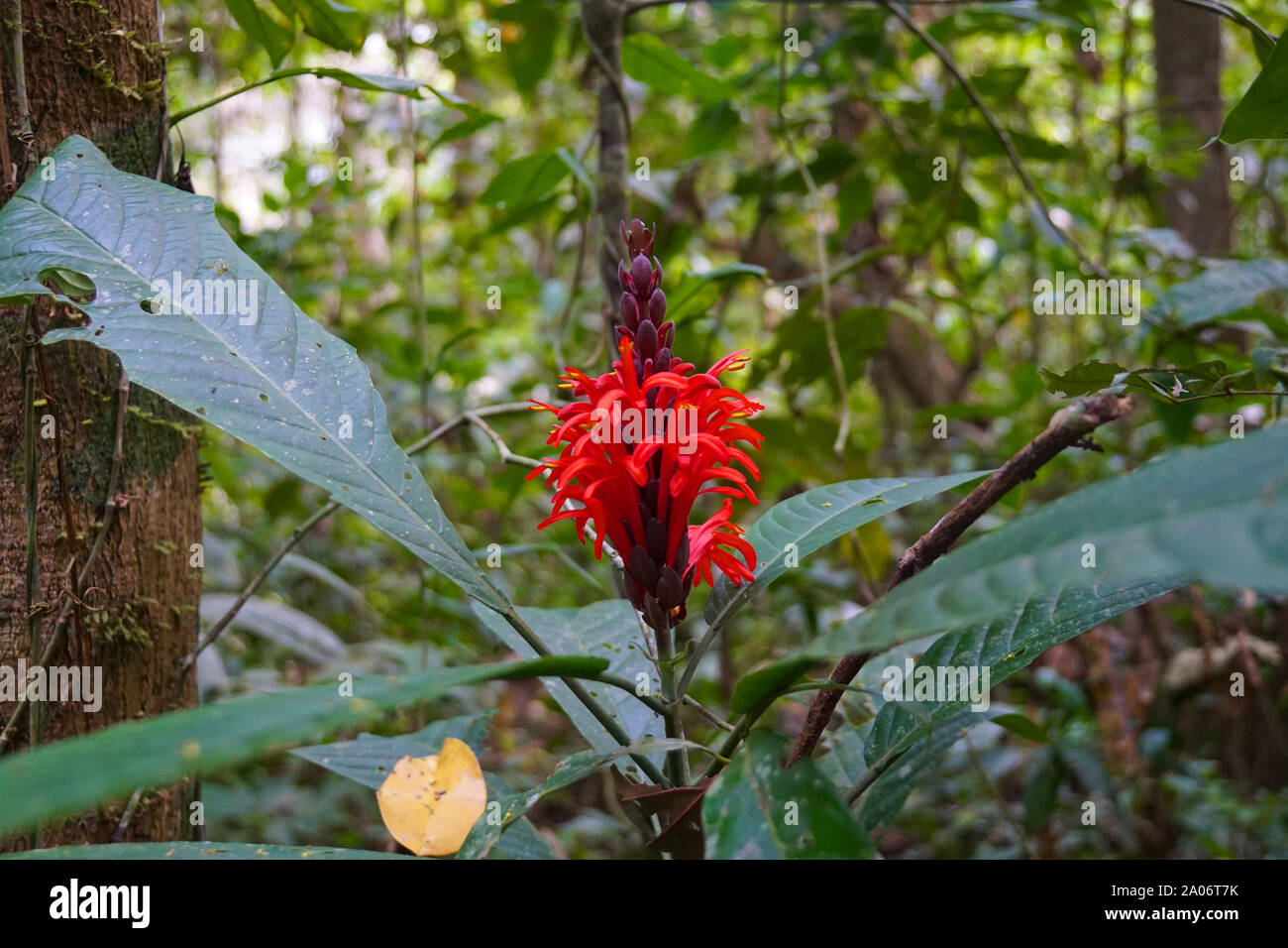 The Amazon rainforest, also known in English as Amazonia or the Amazon Jungle, is a moist broadleaf tropical rainforest in the Amazon biome that covers most of the Amazon basin of South America. This basin encompasses 7,000,000 km2 (2,700,000 sq miles), of which 5,500,000 km2 (2,100,000 sq miles) are covered by the rainforest. This region includes territory belonging to nine nations. Stock Photo