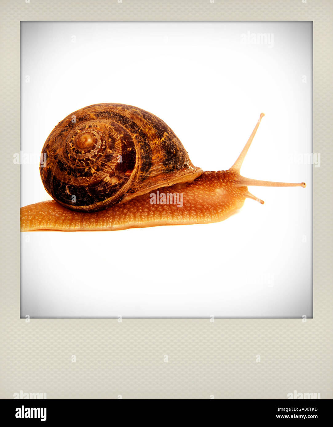 Garden snails (Helix aspersa) Stock Photo