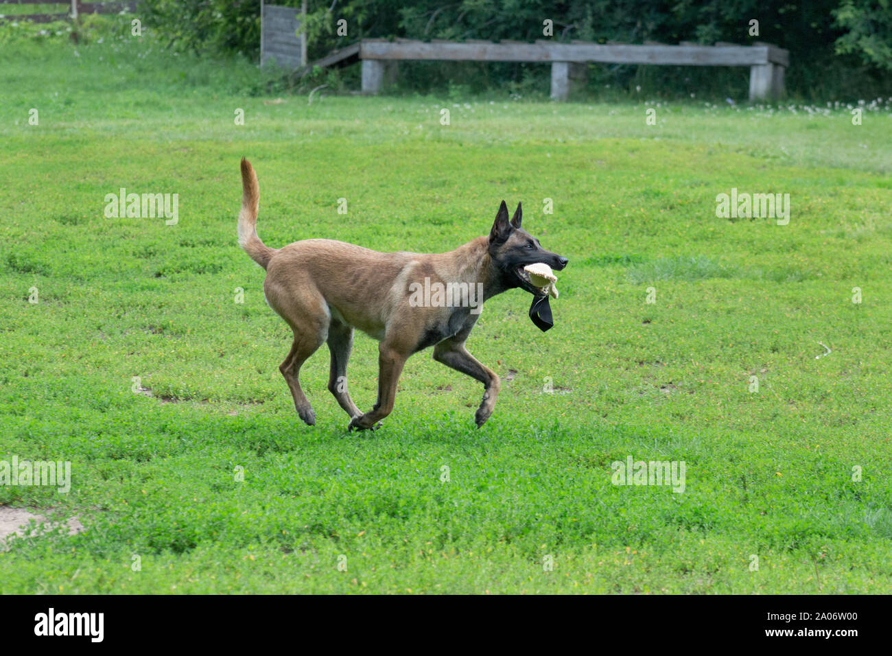 Cute belgian sheepdog is running on a green grass with his toy. Pet animals. Purebred dog. Stock Photo