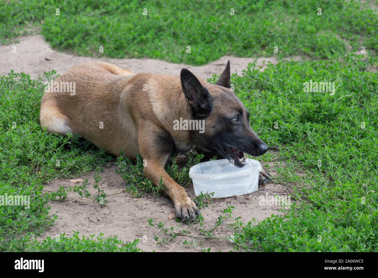 Cute belgian sheepdog is drinking water from dog bowl. Pet animals. Purebred dog. Stock Photo