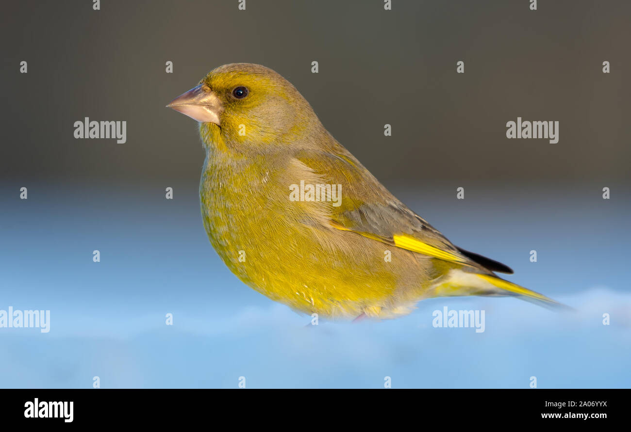 Adult male European Greenfinch sits in deep snow in sunny weather conditions Stock Photo