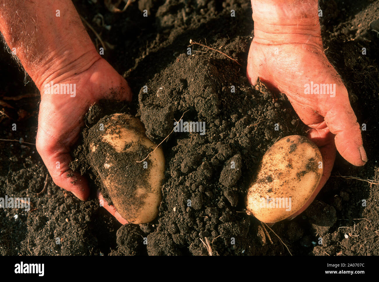 Dirty hands of gardener holding potatoes Stock Photo