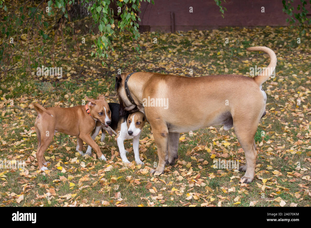 Beagle puppy american staffordshire terrier puppy and bullmastiff