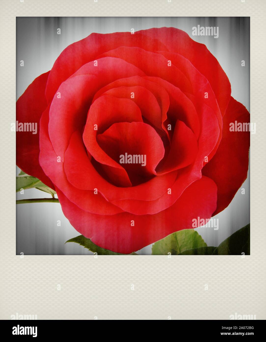 Polaroid red rose flower close up Stock Photo