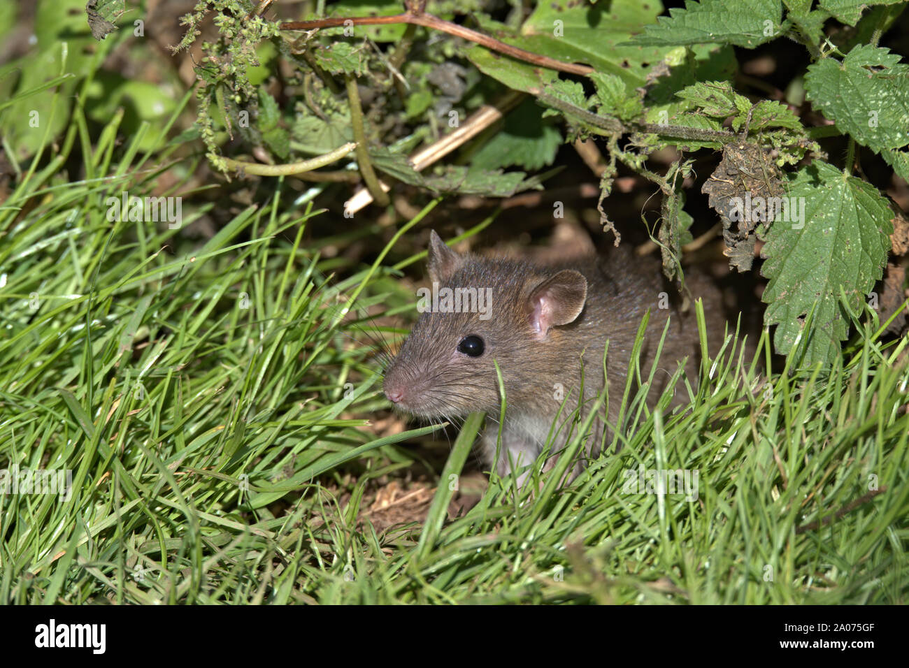 Brown Rat Stock Photo