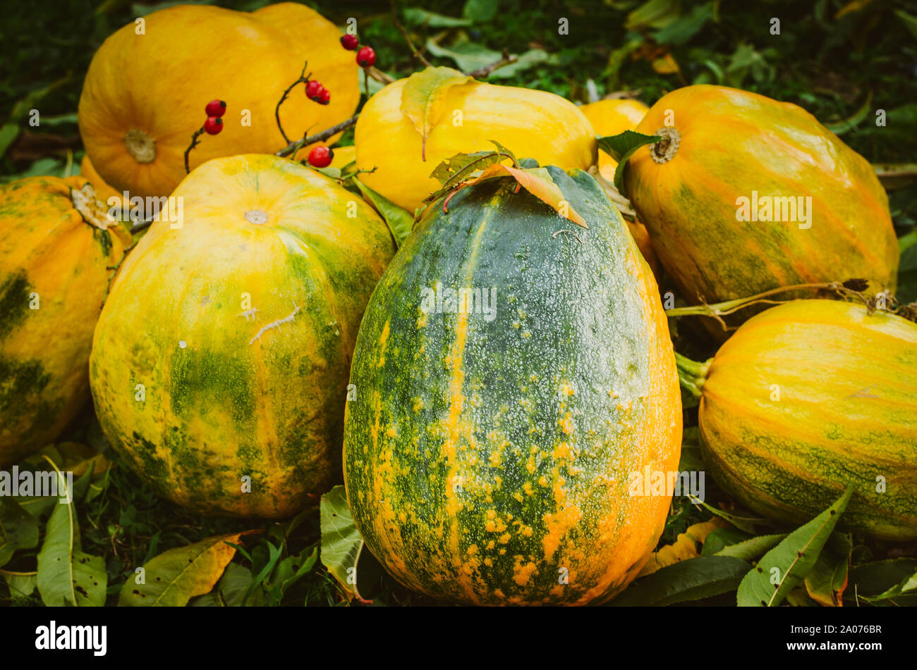 Orange pumpkins on green grass hi-res stock photography and images - Alamy
