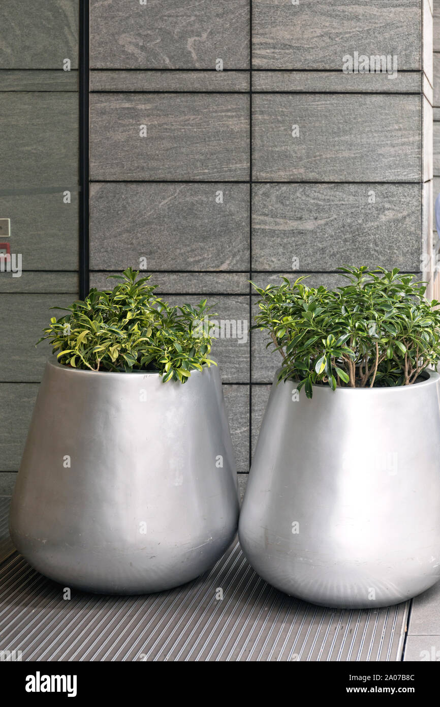 Two Big Silver Vases Plants Pots Outdoor Stock Photo Alamy