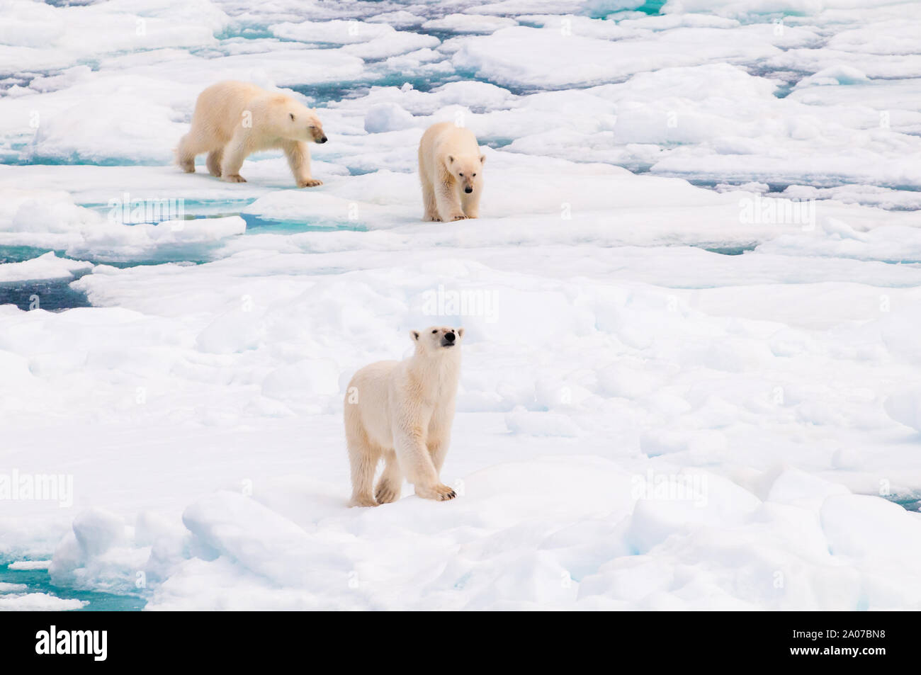 Mother and cub polar bears walking on the ice pack in the Arctic Circle ...