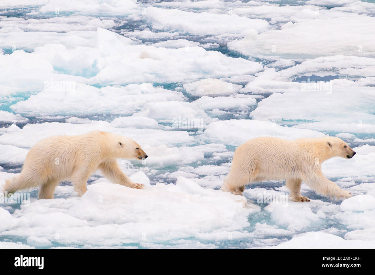 Polar bear cubs walking on the ice pack in the Arctic Circle ...
