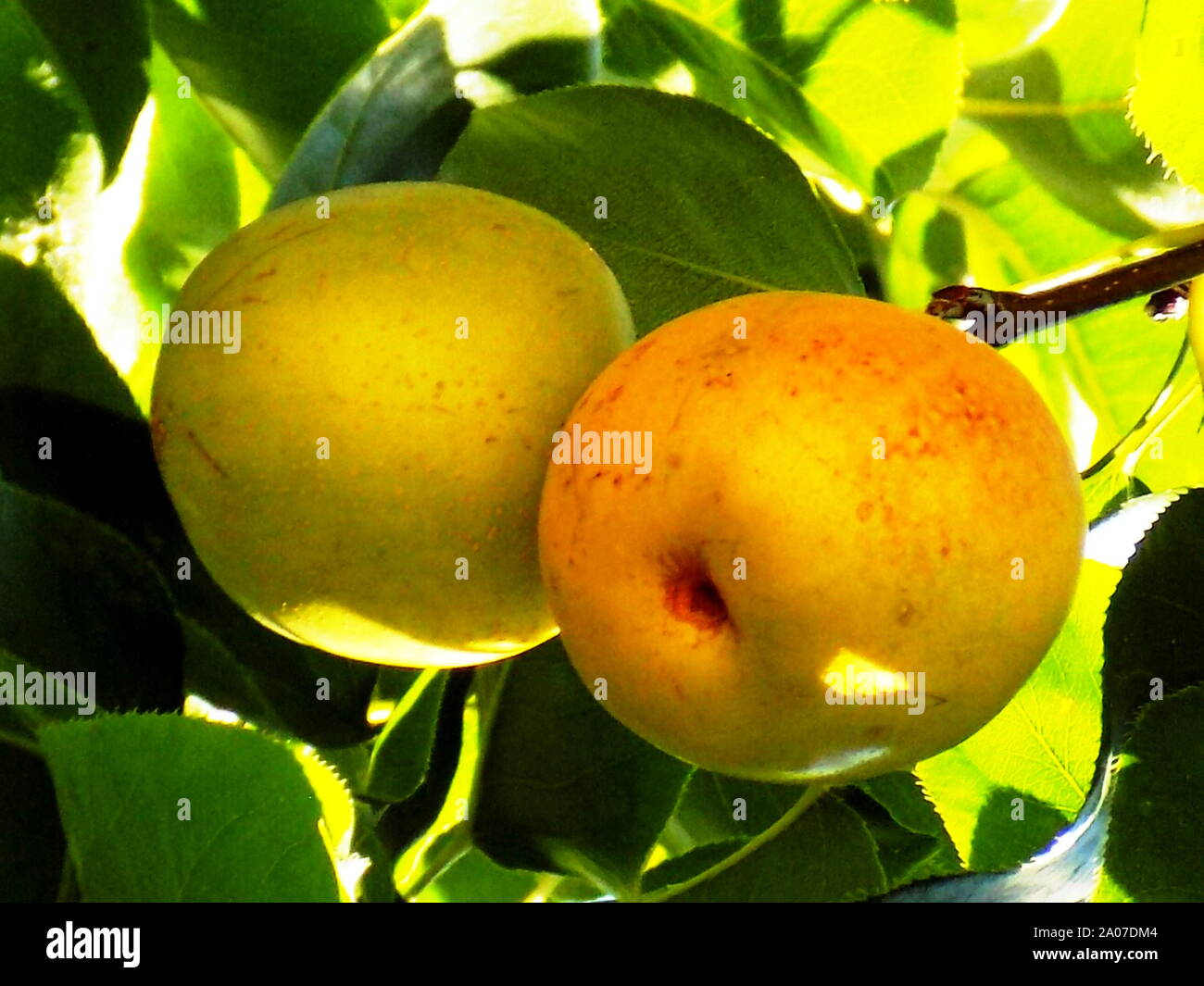 fruit, apple, tree, plant, fresh, Zakynthos, island, Greece Stock Photo