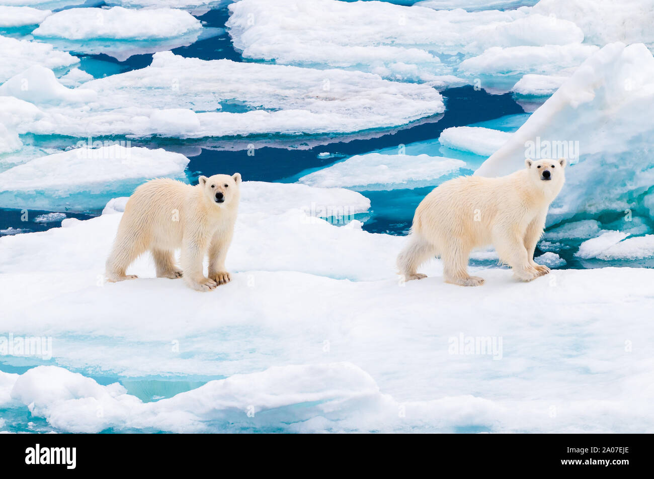 Polar bear cubs walking on the ice pack in the Arctic Circle ...