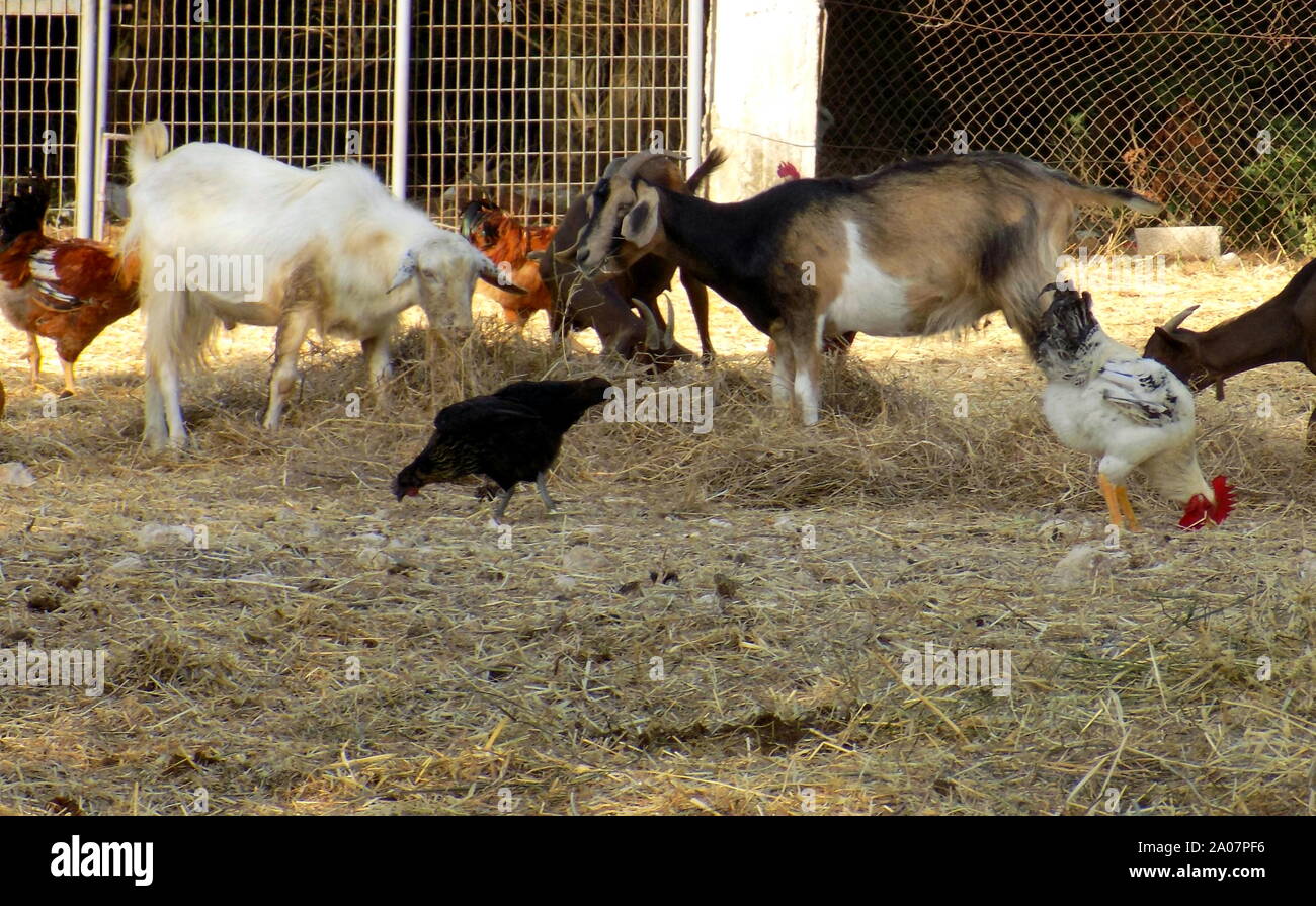 cow, goat, chicken, animal, garden, grass Stock Photo Alamy