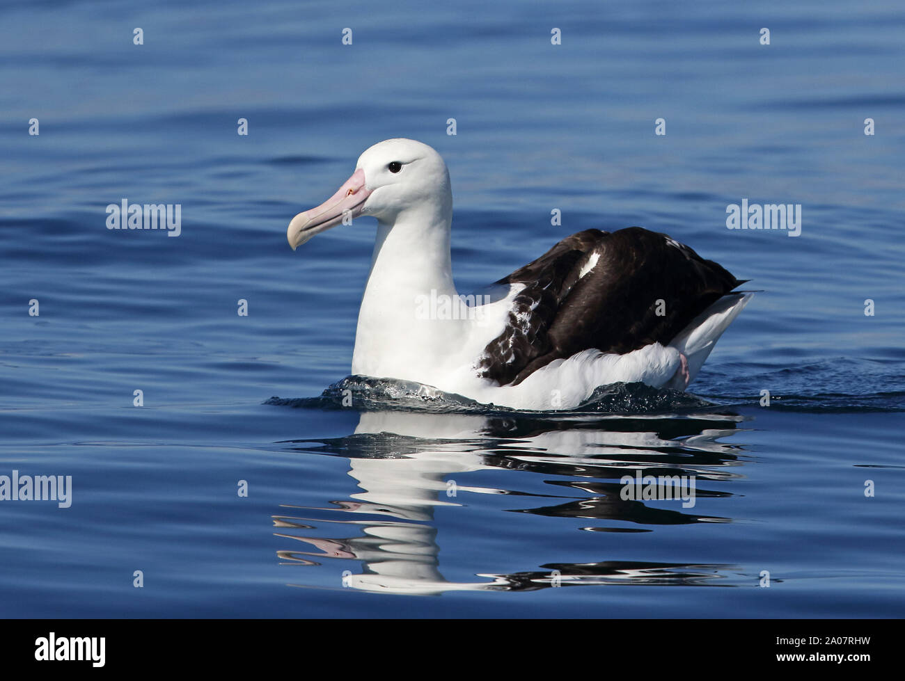 Diomedea epomophora sanfordi hires stock photography and images Alamy