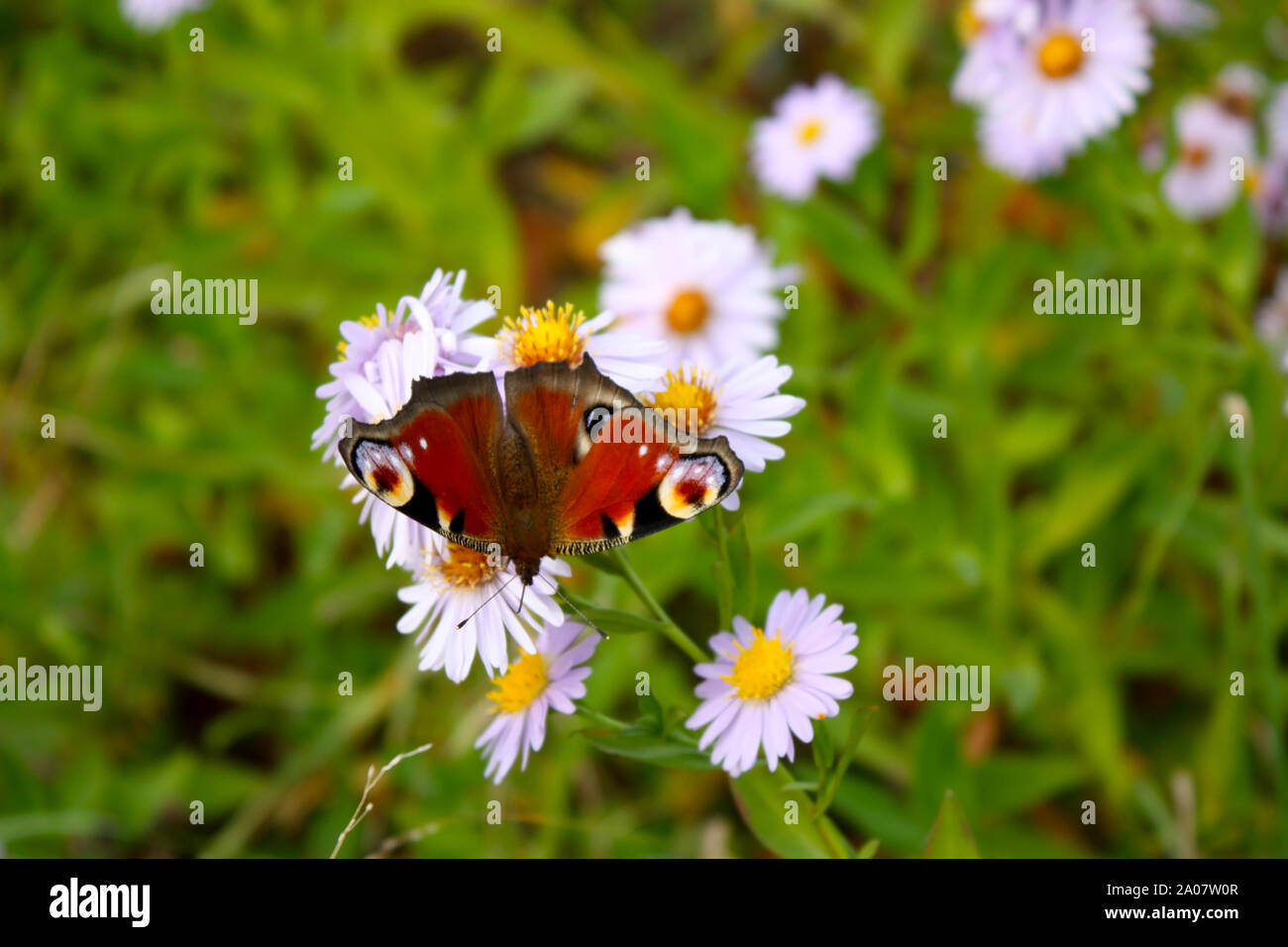 Chamomiles daisies macro in summer spring field and beautiful red butterfly -diurnal peacock eye with bee- sitting on the flower. latin - Aglais io, Stock Photo