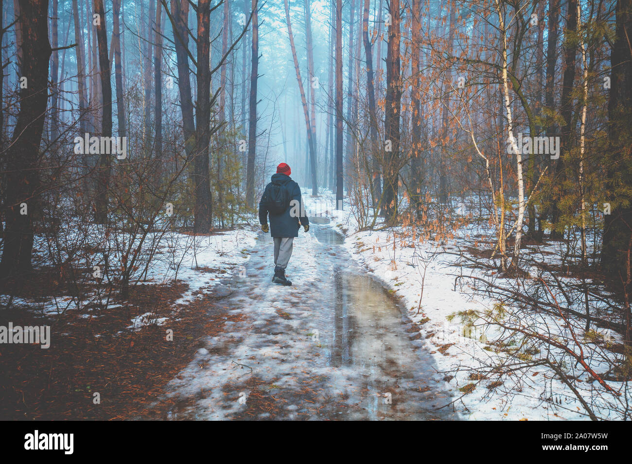 A man walks in a snowy pine forest in winter during a thaw Stock Photo ...