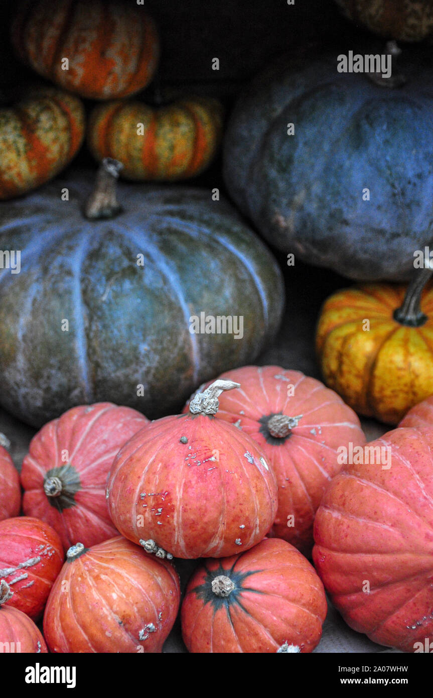 Colourful displays of ornamental pumpkins and gourds Stock Photo Alamy