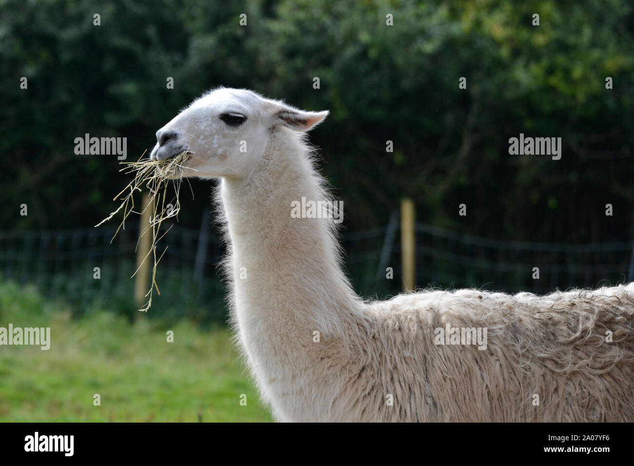 Llama at ARK Wildlife Park and Rescue Sanctuary - Stickney, Lincolnshire, UK Stock Photo