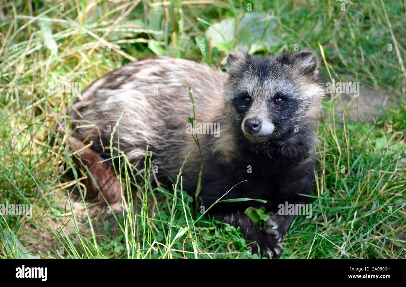 A tanuki at the ARK Wildlife Park and Rescue Sanctuary - Stickney, Lincolnshire, UK Stock Photo