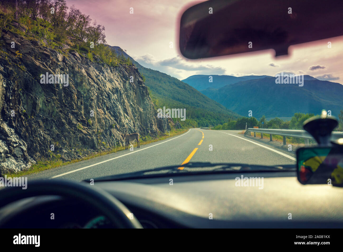 Mountain Road Along The Fjord In Norway Deer On The Side Of The Road View Of The Beautiful Landscape From The Windshield Nature Of Norway Stock Photo Alamy