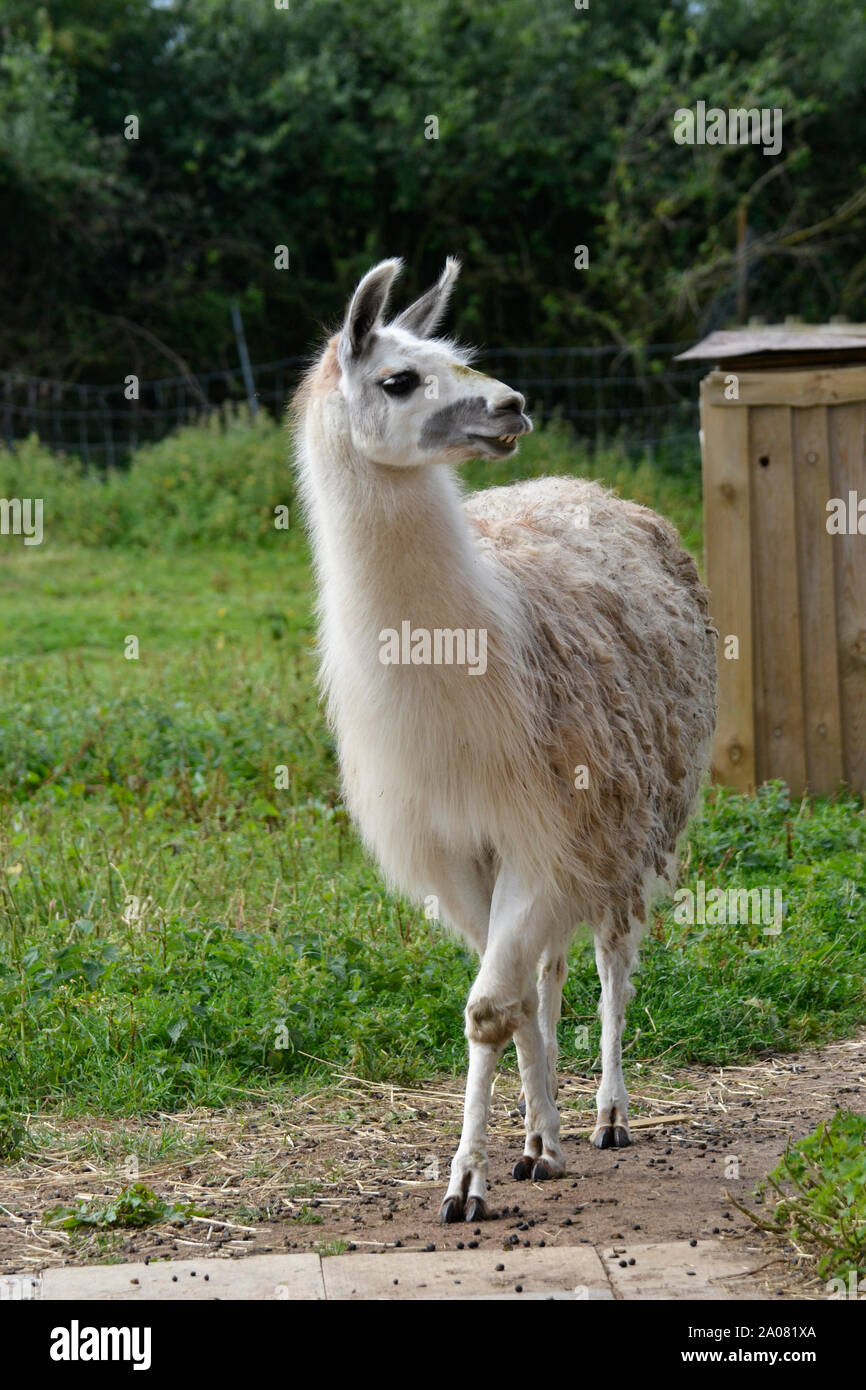 A Llama at ARK Wildlife Park and Rescue Sanctuary - Stickney, Lincolnshire, UK Stock Photo