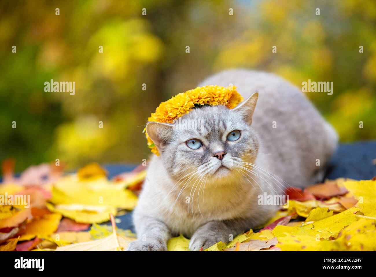 Portrait of a cat outdoors in autumn. Cat crowned flower chaplet and lying on yellow fallen leaves Stock Photo