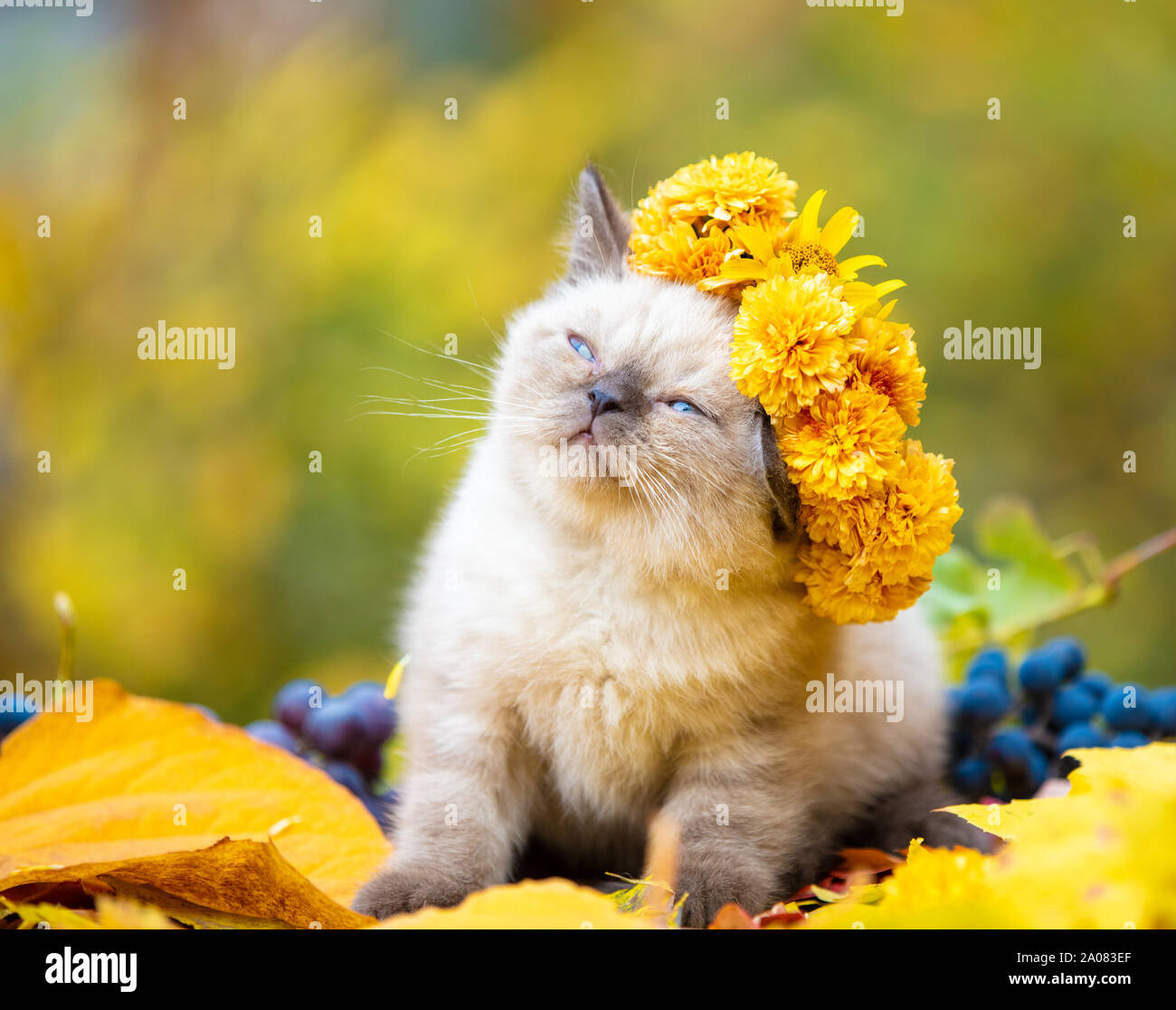 Portrait of a kitten outdoors in the autumn garden. Cat crowned flower chaplet sitting on fallen yellow leaves Stock Photo