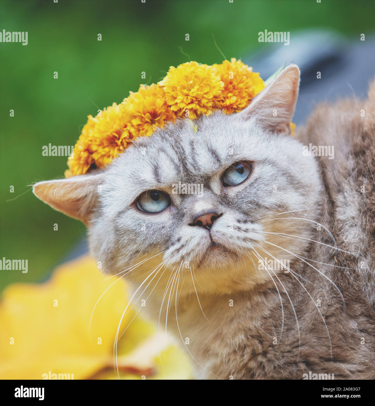 Portrait of a cat outdoors in autumn. Cat crowned flower chaplet and lying on yellow fallen leaves Stock Photo