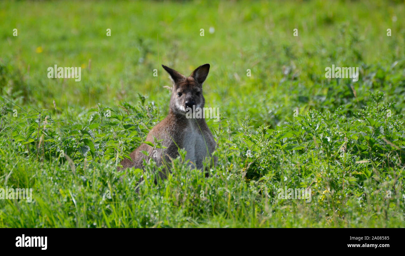 A wallabie at ARK Wildlife Park and Rescue Sanctuary - Stickney, Lincolnshire, UK Stock Photo