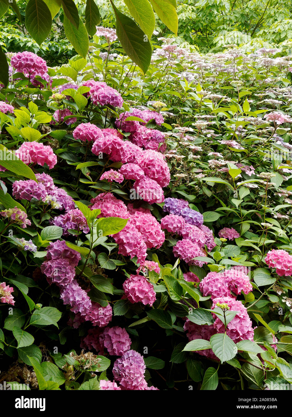 East Ruston Old Vicarage Gardens - colourful scene in the hydrangea walk and woodland. Stock Photo