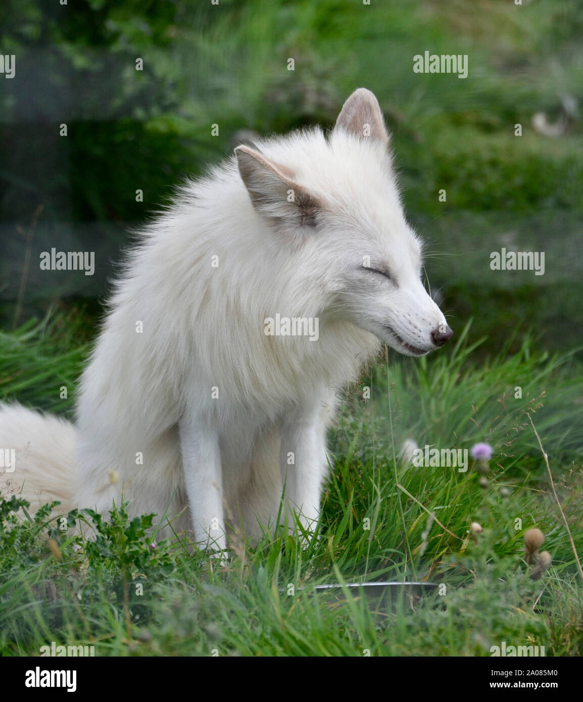 An arctic fox at ARK Wildlife Park and Rescue Sanctuary - Stickney, Lincolnshire, UK Stock Photo