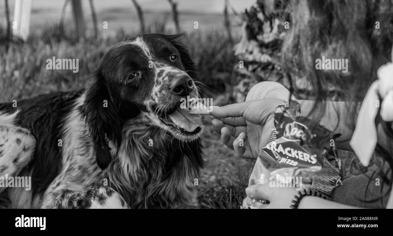 A black and white picture of someone feeding a stray dog in Batumi. Stock Photo
