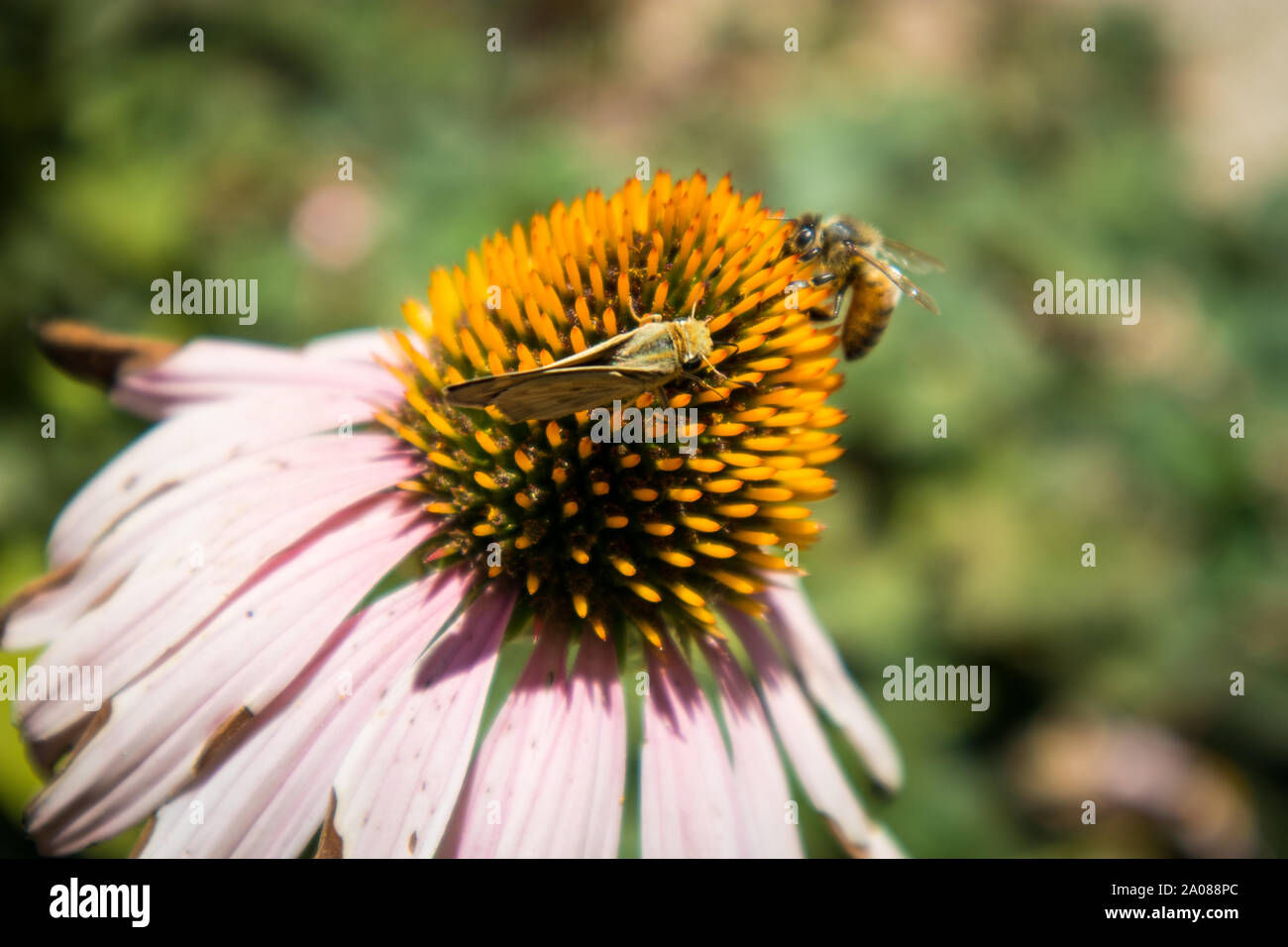 Echinecea Flowers in Garden with Bee and Butterfly Stock Photo