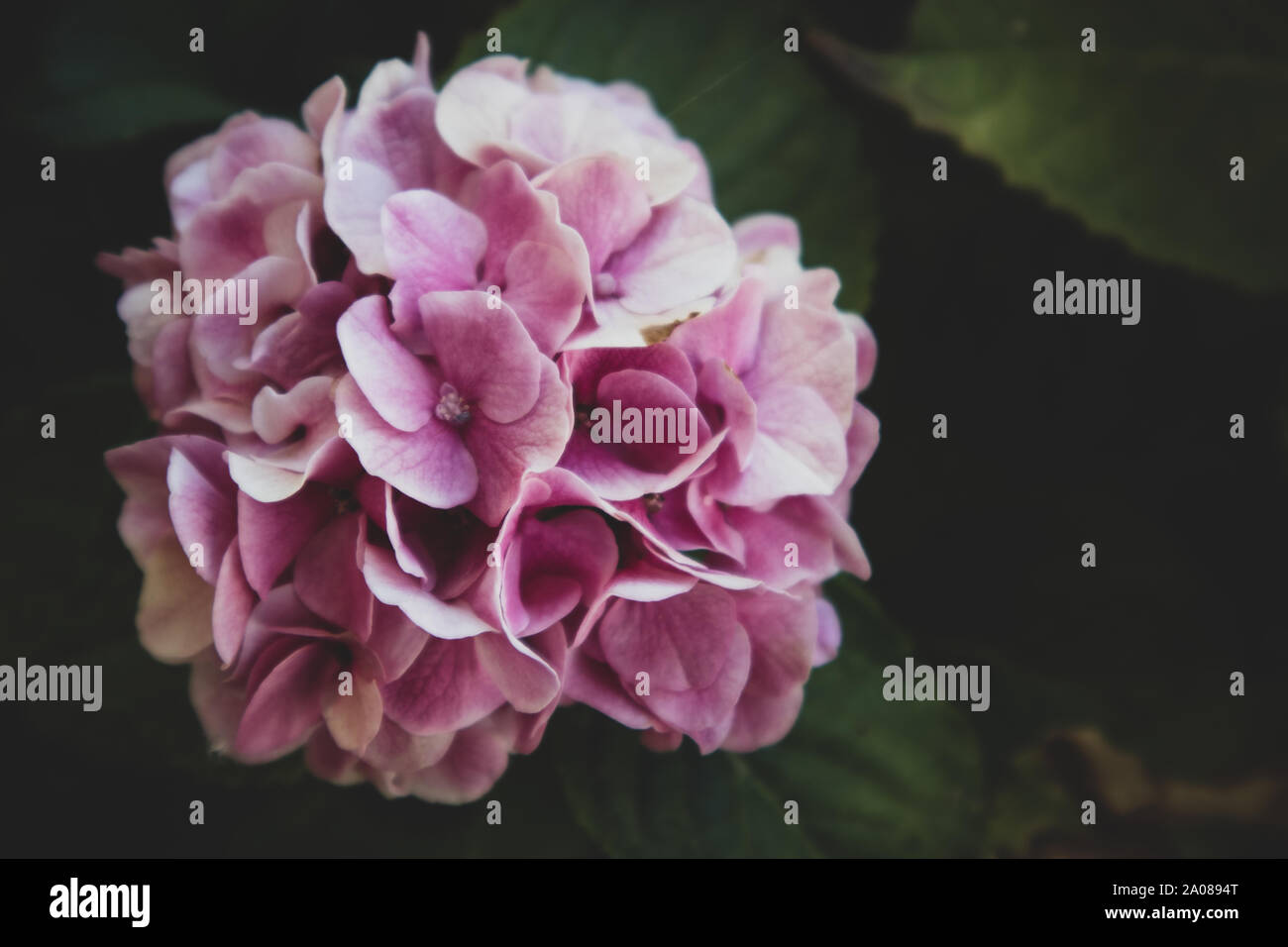 Pink Hydrangea Flowers in Garden Stock Photo - Alamy