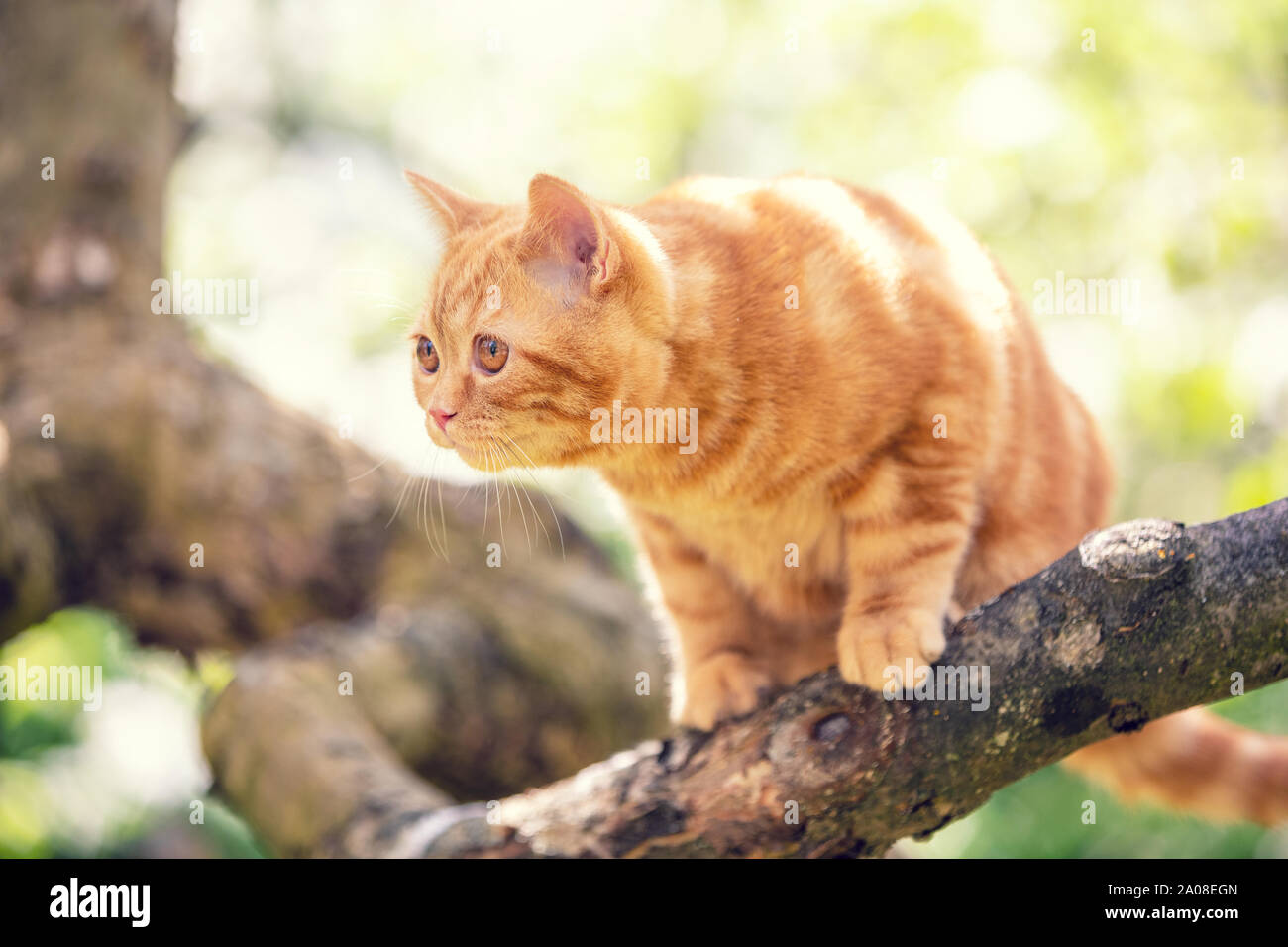 Cute ginger kitten sitting on a tree in a summer garden Stock Photo - Alamy