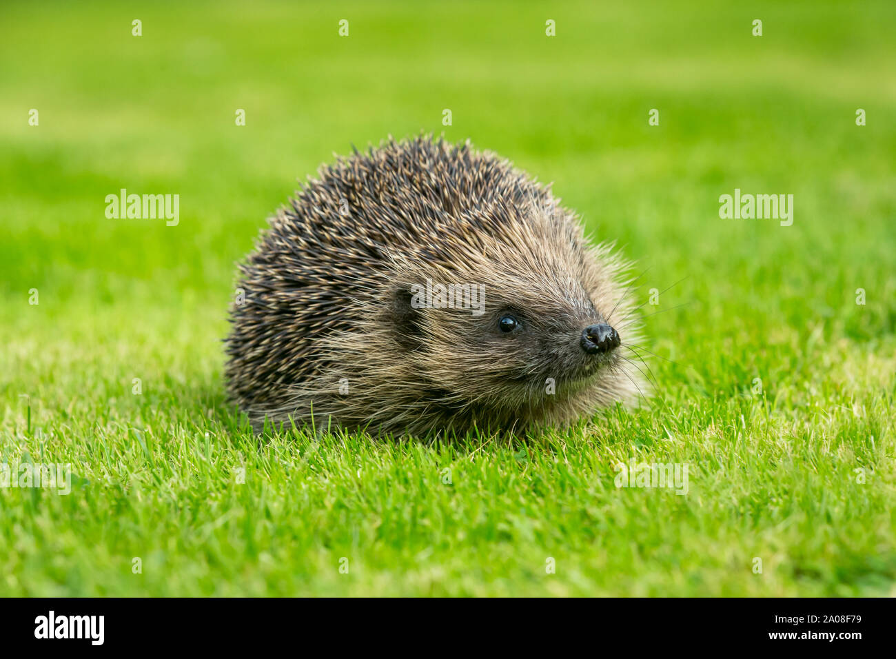 Hedgehog, (Scientific name: Erinaceus europaeus) Native, wild European hedgehog Facing right on green grass lawn. Head raised. Close up. Landscape Stock Photo