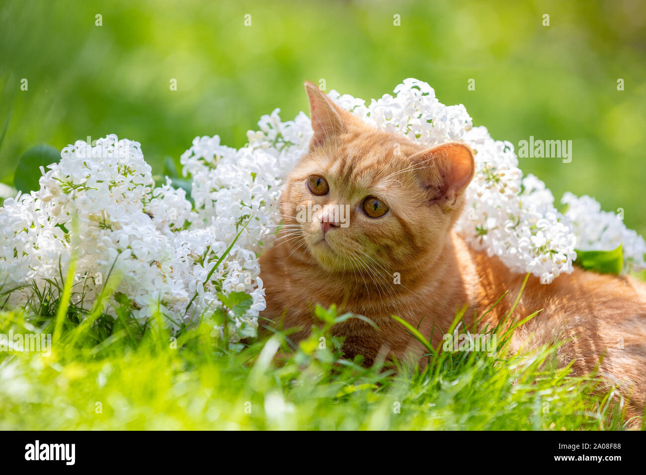 British Lilac Shorthair Cat Stock Photos British Lilac Shorthair