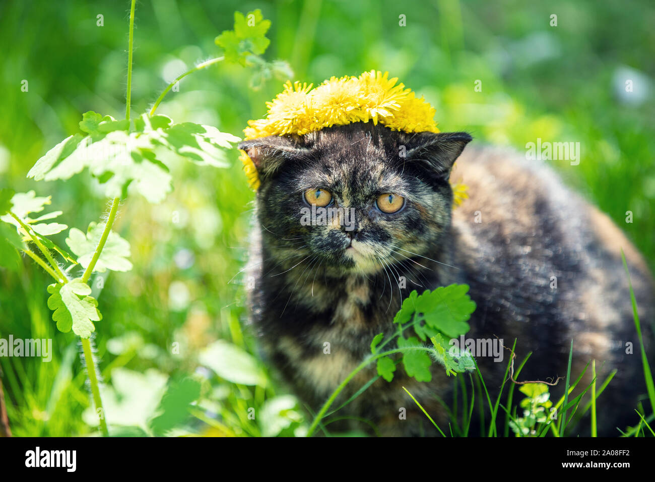 Beautiful little tortoiseshell kitten crowned a wreath of dandelion flowers sitting on the grass in a summer garden Stock Photo