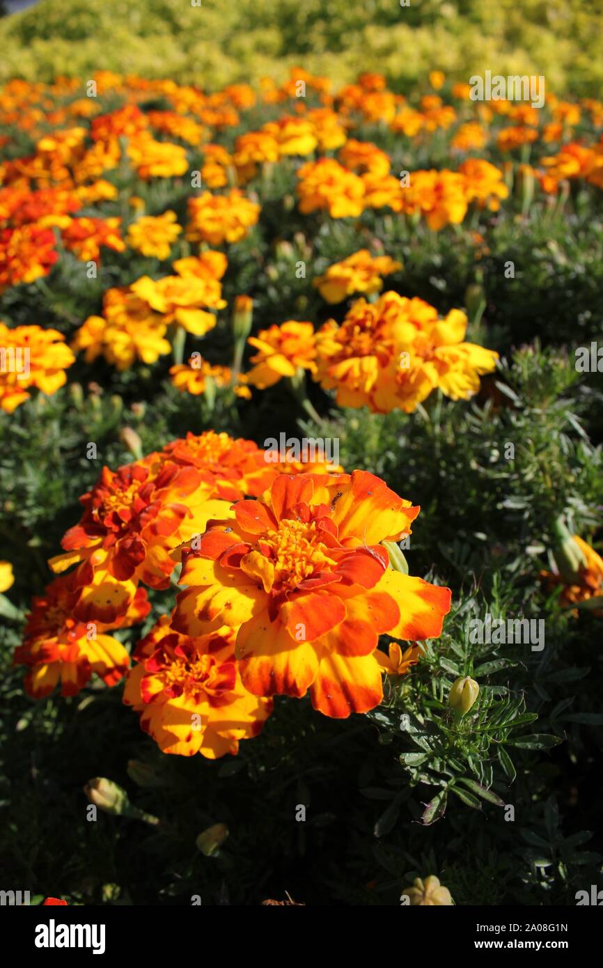 Beautiful yellow and orange Tagetes marigold blossom, Calendula officinalis, the pot marigold, ruddles, common marigold or Scotch marigold Stock Photo