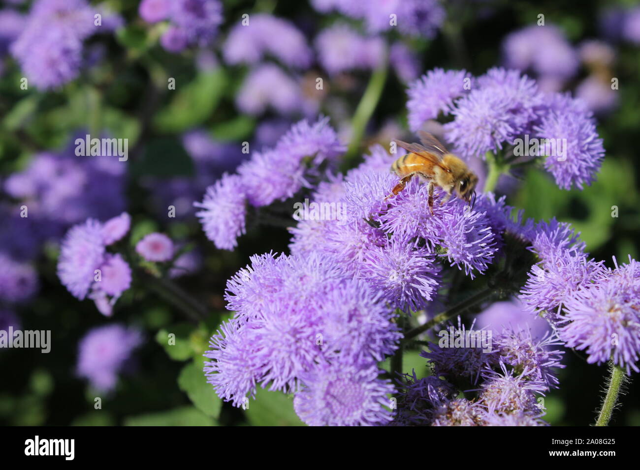 Honeybee pollinating beautiful purple flower blossom. Stock Photo