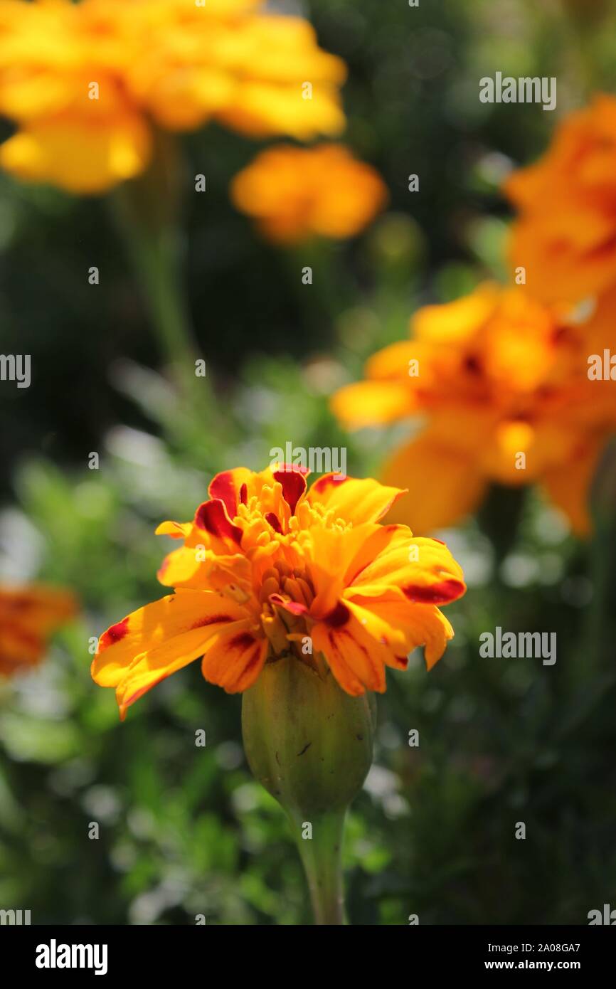 Beautiful yellow and orange Tagetes marigold blossom, Calendula officinalis, the pot marigold, ruddles, common marigold or Scotch marigold Stock Photo